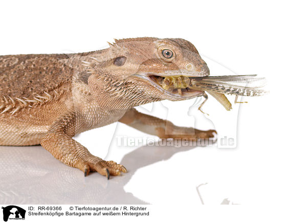 Streifenkpfige Bartagame auf weiem Hintergrund / central bearded dragon at white background / RR-69366