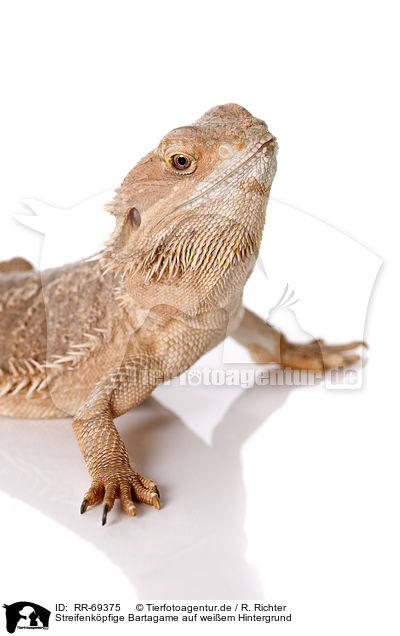 Streifenkpfige Bartagame auf weiem Hintergrund / central bearded dragon at white background / RR-69375