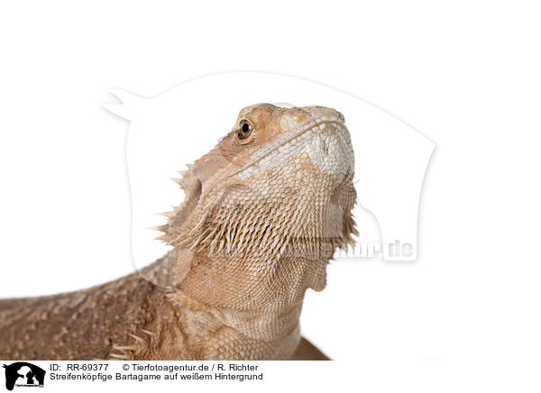 Streifenkpfige Bartagame auf weiem Hintergrund / central bearded dragon at white background / RR-69377