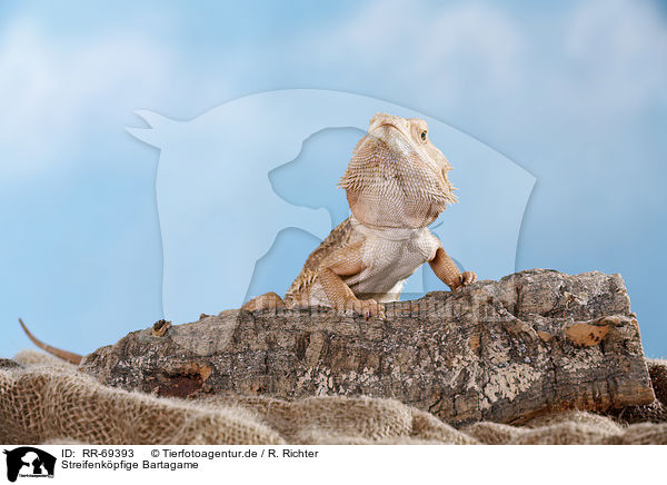 Streifenkpfige Bartagame / central bearded dragon / RR-69393