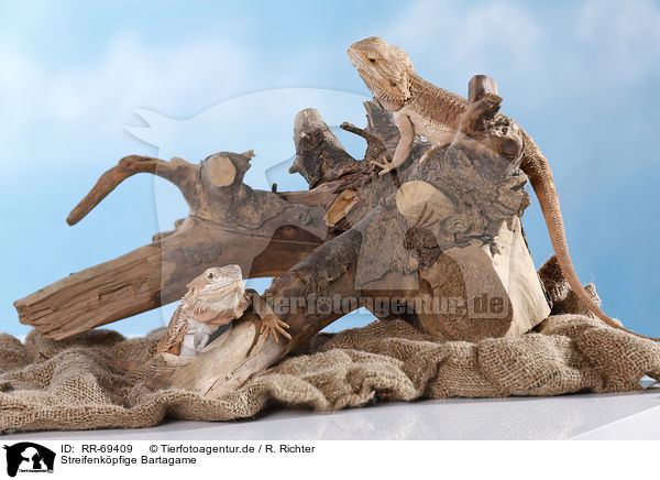 Streifenkpfige Bartagame / central bearded dragon / RR-69409