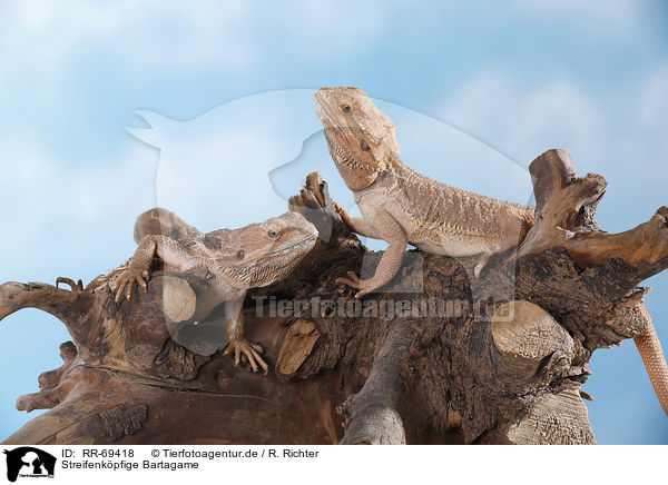 Streifenkpfige Bartagame / central bearded dragon / RR-69418
