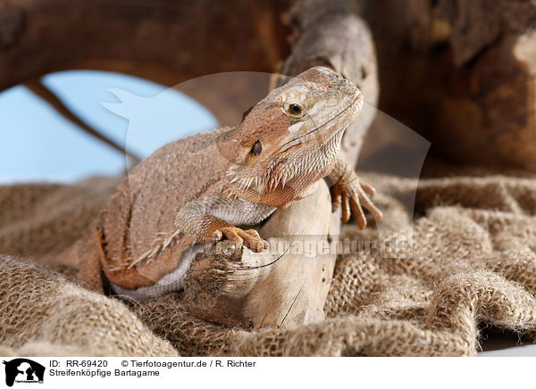 Streifenkpfige Bartagame / central bearded dragon / RR-69420