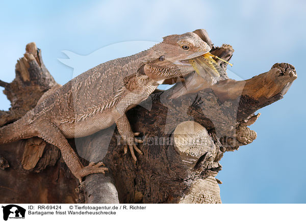 Bartagame frisst Wanderheuschrecke / bearded dragon eats locust / RR-69424