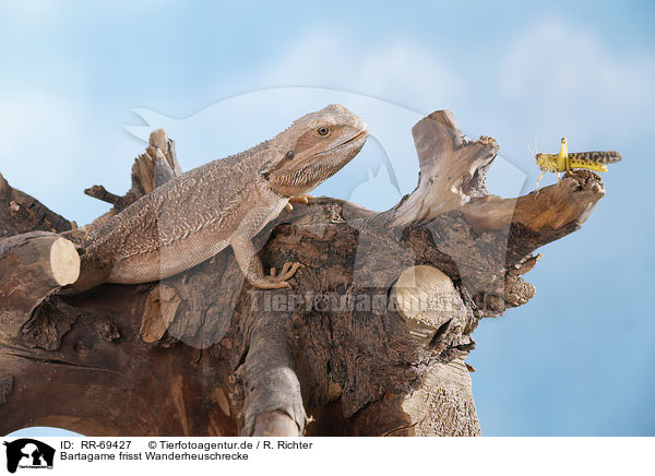 Bartagame frisst Wanderheuschrecke / bearded dragon eats locust / RR-69427