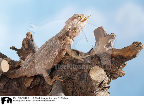 Bartagame frisst Wanderheuschrecke / bearded dragon eats locust / RR-69428