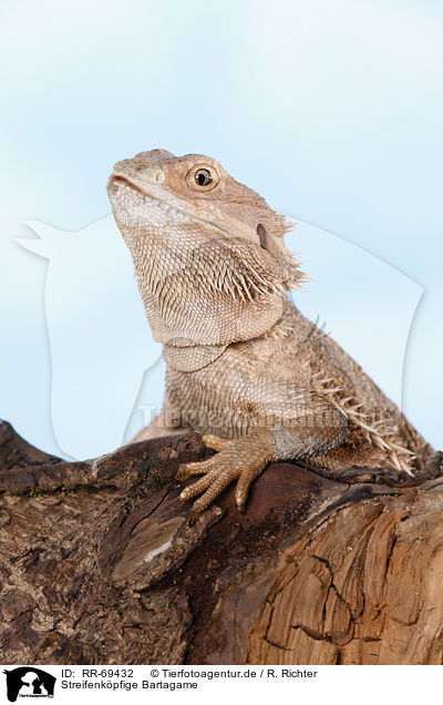 Streifenkpfige Bartagame / central bearded dragon / RR-69432