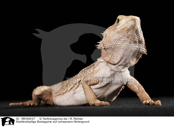 Streifenkpfige Bartagame auf schwarzem Hintergrund / central bearded dragon at black background / RR-69437