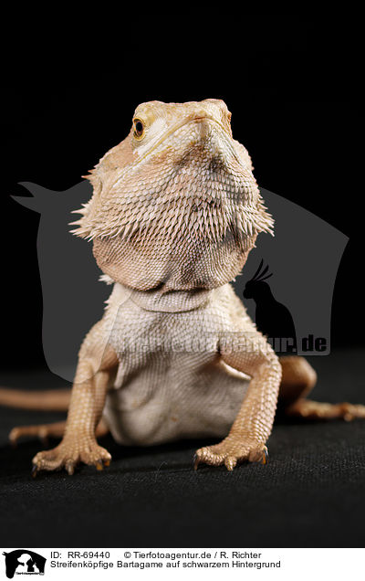 Streifenkpfige Bartagame auf schwarzem Hintergrund / central bearded dragon at black background / RR-69440