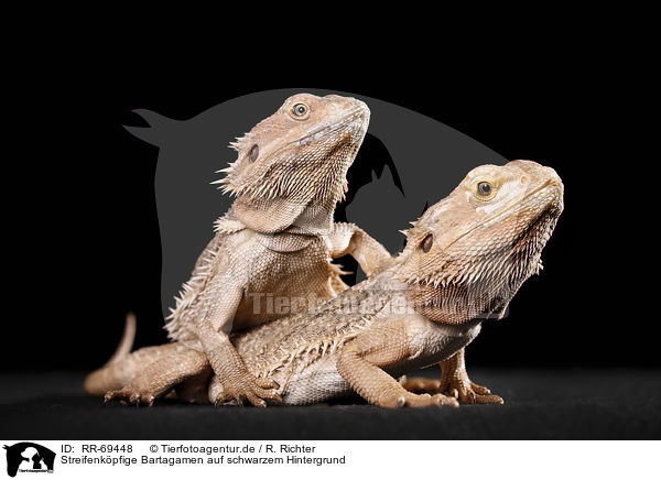Streifenkpfige Bartagamen auf schwarzem Hintergrund / central bearded dragons at black background / RR-69448