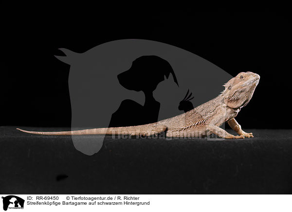 Streifenkpfige Bartagame auf schwarzem Hintergrund / central bearded dragon at black background / RR-69450