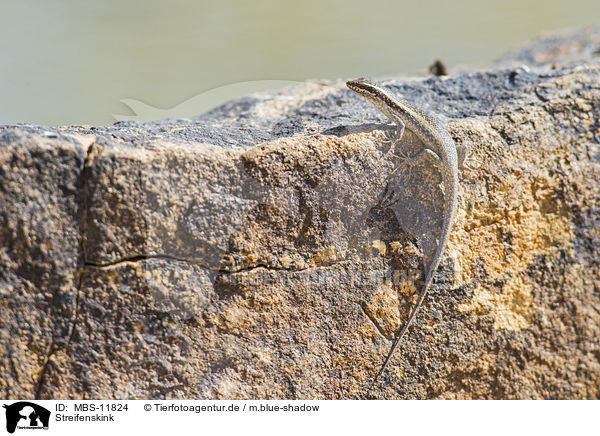 Streifenskink / African striped skink / MBS-11824
