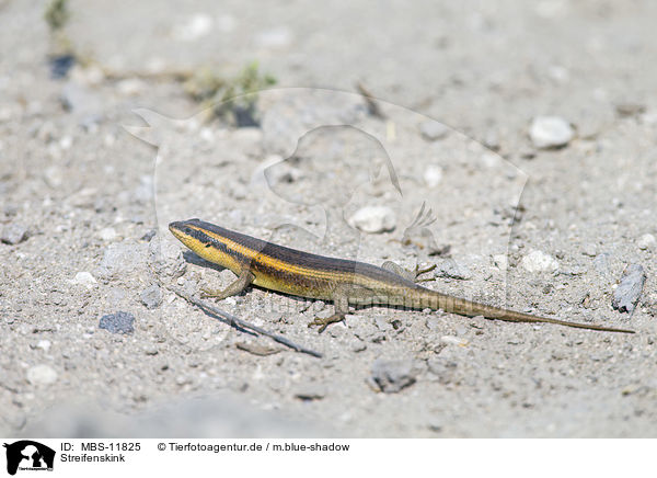 Streifenskink / African striped skink / MBS-11825