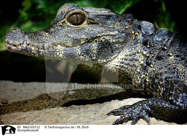 Stumpfkrokodil / dwarf crocodile / MAZ-05312