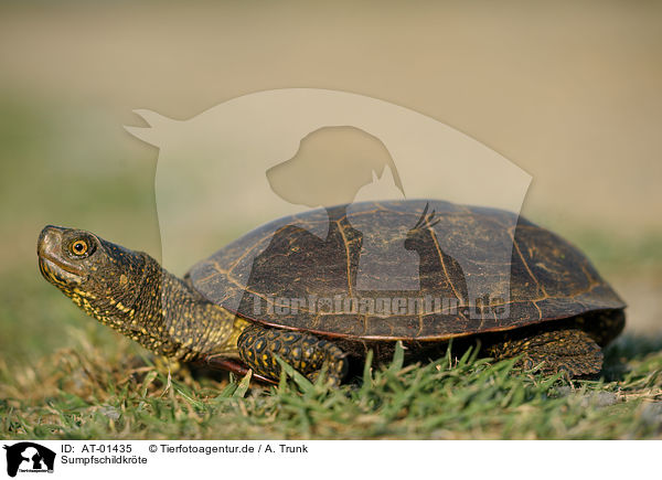 Sumpfschildkrte / pond terrapin / AT-01435