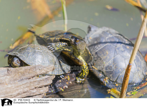 Europ�ische Sumpfschildkr�ten / European pond terrapins / PW-10443
