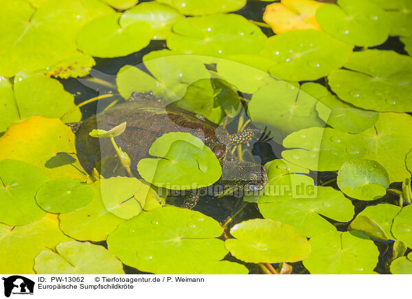 Europische Sumpfschildkrte / European pond terrapin / PW-13062