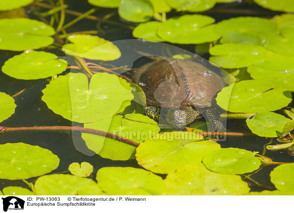 Europische Sumpfschildkrte / European pond terrapin / PW-13063