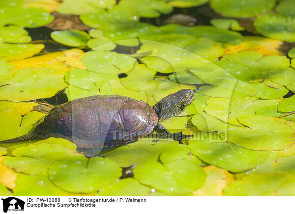 Europische Sumpfschildkrte / European pond terrapin / PW-13068