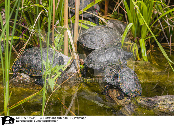 Europische Sumpfschildkrten / European pond terrapins / PW-14934