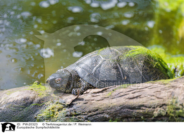 Europische Sumpfschildkrte / PW-20323