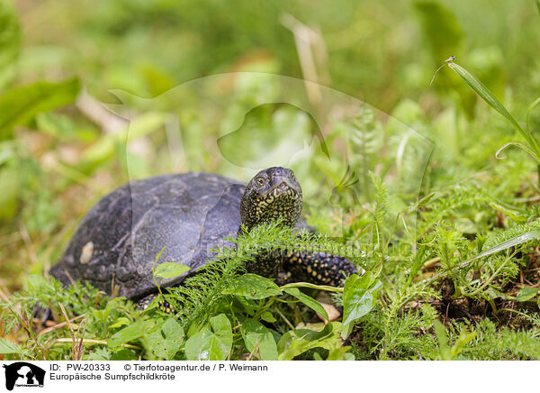 Europische Sumpfschildkrte / European pond terrapin / PW-20333