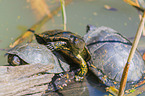 Europäische Sumpfschildkröten