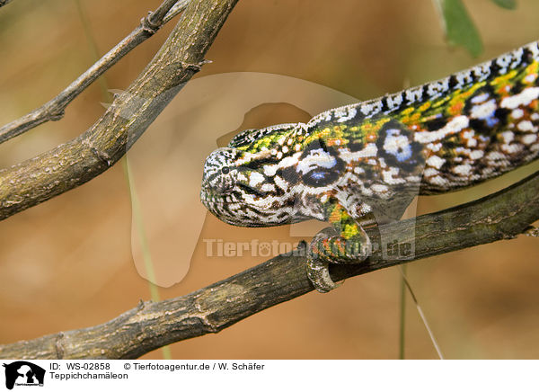 Teppichchamleon / jewelled chameleon / WS-02858