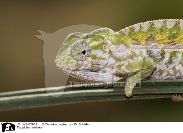 Teppichchamleon / jewelled chameleon / WS-02862
