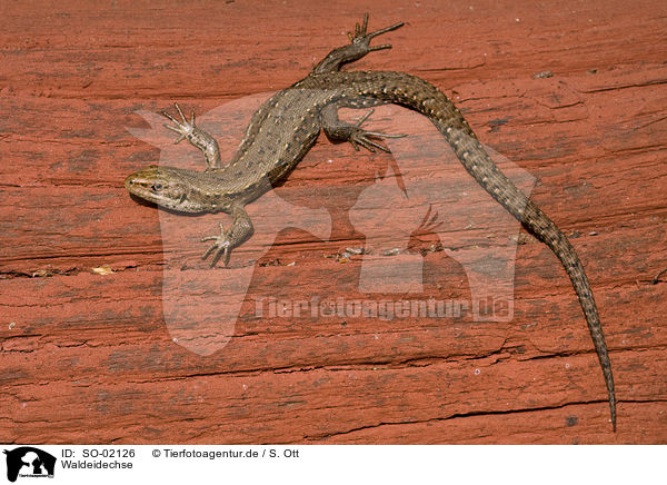 Waldeidechse / viviparous lizard / SO-02126