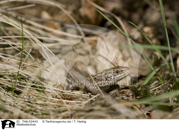 Waldeidechse / lizard / THA-03443