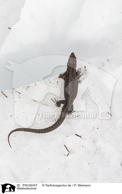 Waldeidechse / Common Lizard / PW-08457