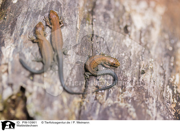 Waldeidechsen / common lizards / PW-10961