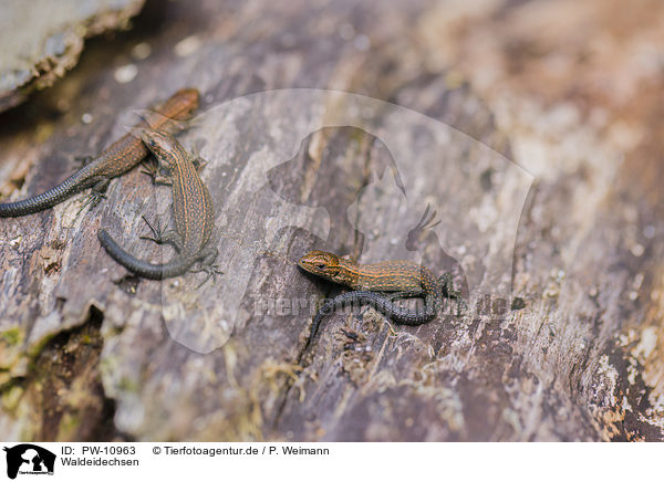 Waldeidechsen / common lizards / PW-10963