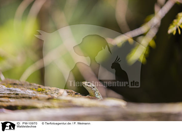 Waldeidechse / common lizard / PW-10970