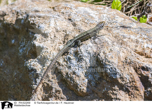 Waldeidechse / common lizard / FH-02269