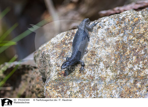 Waldeidechse / common lizard / FH-02300