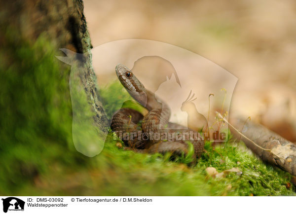 Waldsteppenotter / snake / DMS-03092