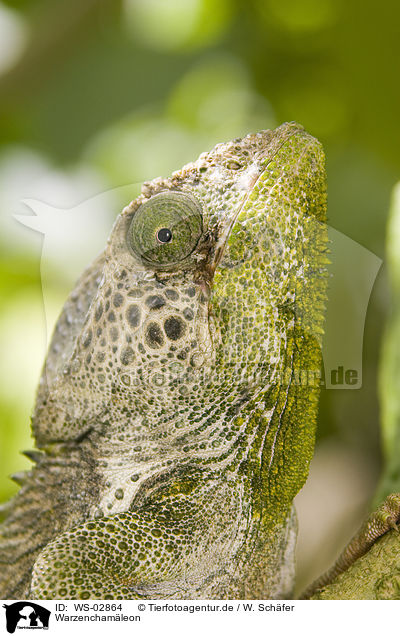 Warzenchamleon / Warty Chameleon / WS-02864