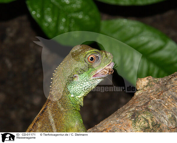 Wasseragame / water dragon / CD-01171