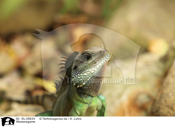 Wasseragame / water dragon / KL-09634