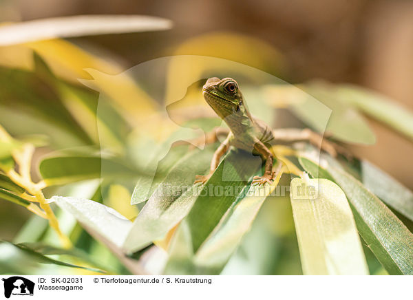 Wasseragame / SK-02031