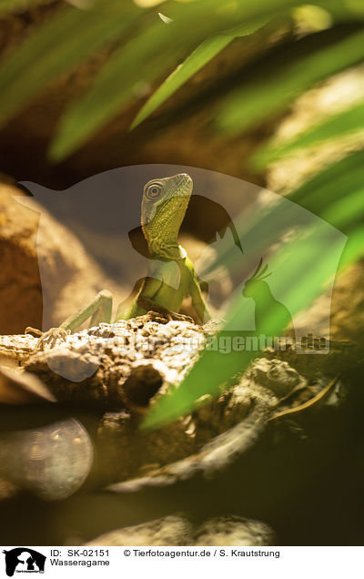 Wasseragame / water dragon / SK-02151