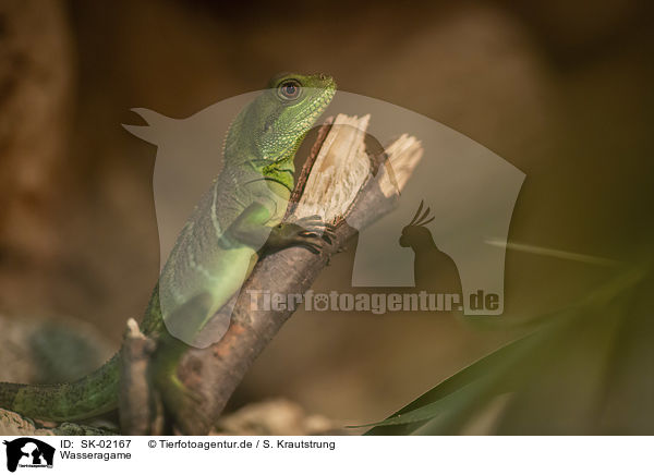 Wasseragame / water dragon / SK-02167