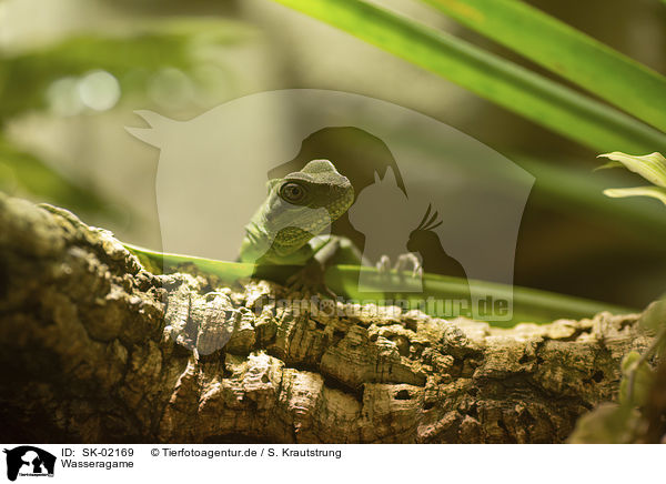 Wasseragame / water dragon / SK-02169