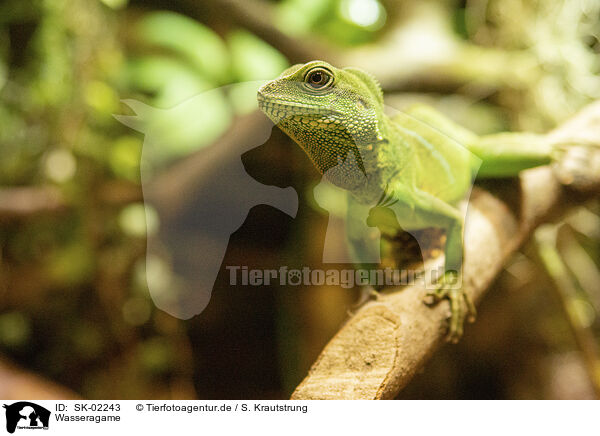 Wasseragame / water dragon / SK-02243