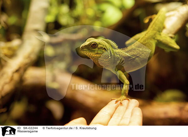 Wasseragame / water dragon / SK-02244