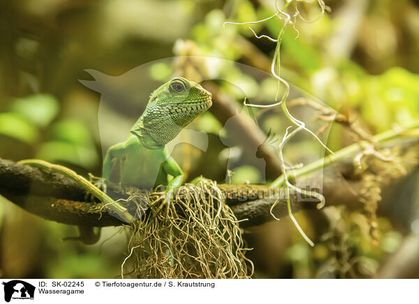 Wasseragame / water dragon / SK-02245