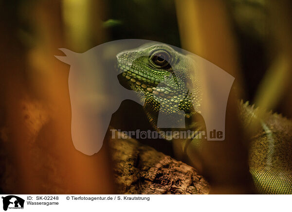 Wasseragame / SK-02248