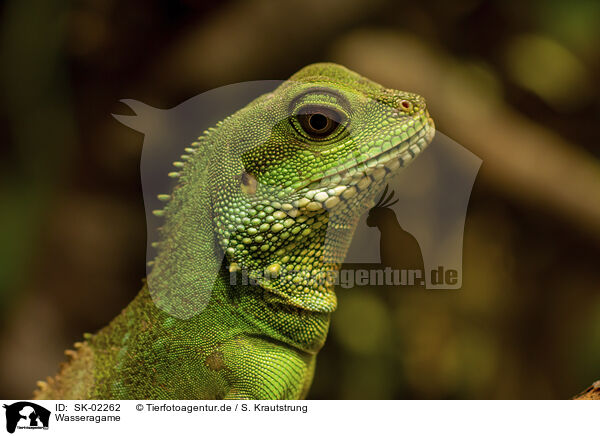 Wasseragame / water dragon / SK-02262